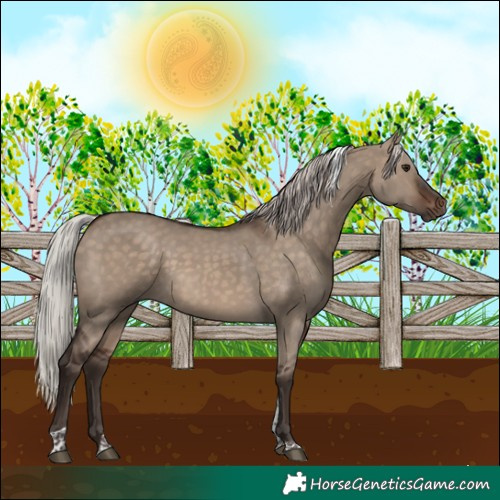 Horse Color:Silver Brown Dun Tobiano 