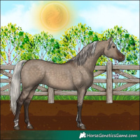 Horse Color:Silver Brown Dun Tobiano 