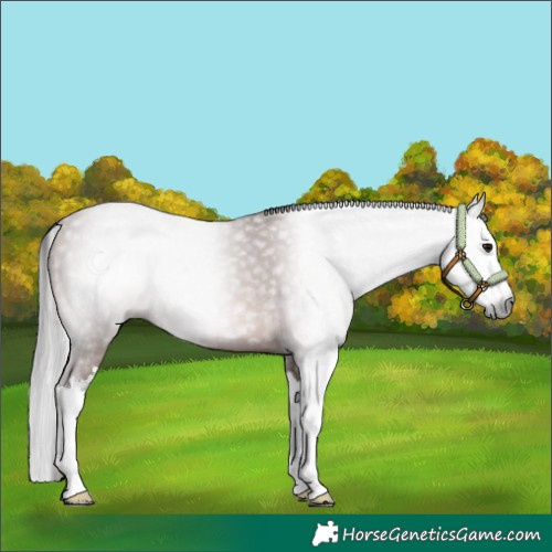 Horse Color:Gray Bay Splash 
