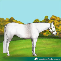 Horse Color:Gray Bay Splash