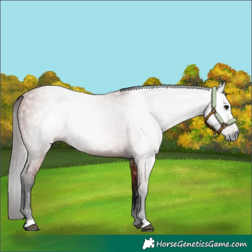 Horse Color:Gray Bay