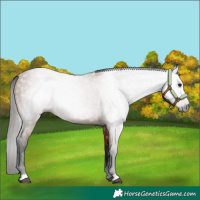 Horse Color:Gray Bay 