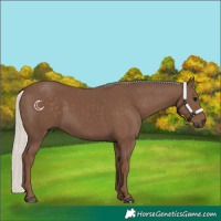 Horse Color:Silver Black 