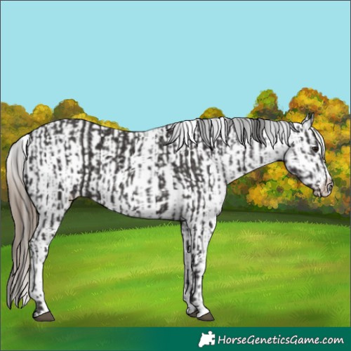Horse Color:Smoky Black  and Smoky Black Appaloosa 