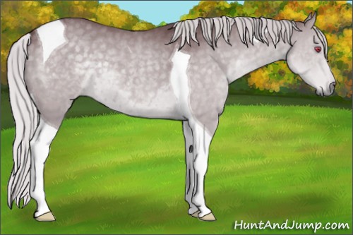 Horse Color:Chocolate Silver Grullo Chinchilla Tobiano 