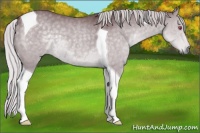 Horse Color:Chocolate Silver Grullo Chinchilla Tobiano 