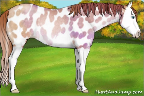 Horse Color:Buckskin Pearl Splash Near Leopard Rabicano 