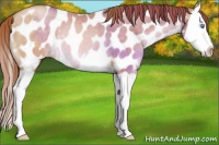 Horse Color:Buckskin Pearl Splash Near Leopard Rabicano 