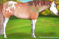 Horse Color:Chocolate Brown Pearl Splash Appaloosa Rabicano