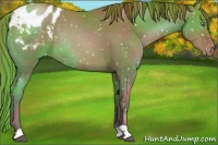 Horse Color:Chocolate Black Pearl Appaloosa Rabicano