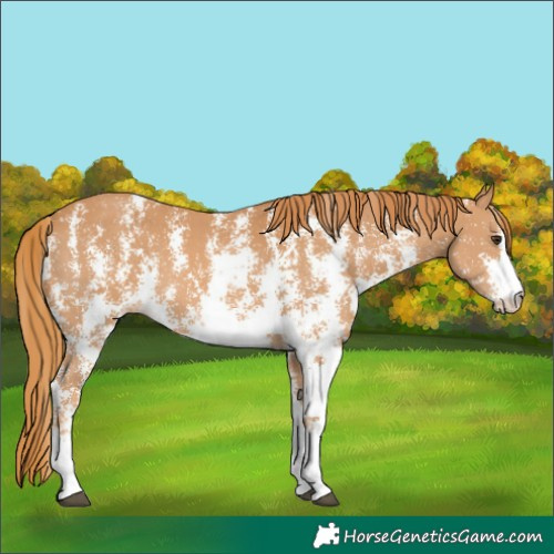 Horse Color:Chestnut Sabino 