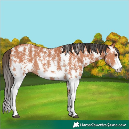 Horse Color:Bay Sabino 