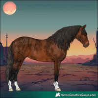 Horse Color:Bay Ice 