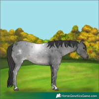 Horse Color:Black 