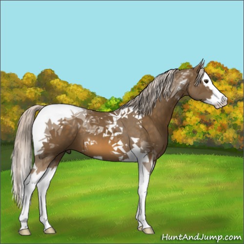 Horse Color:Chocolate Palomino Splash Tobiano 