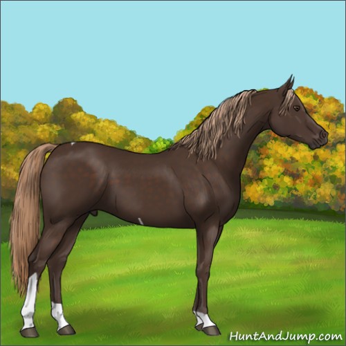 Horse Color:Liver Chestnut Tobiano 