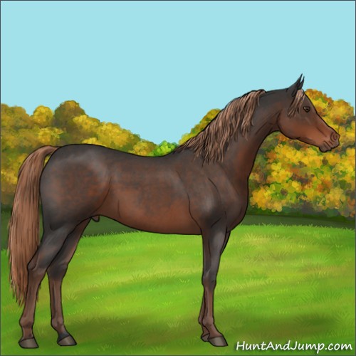 Horse Color:Liver Red Roan 
