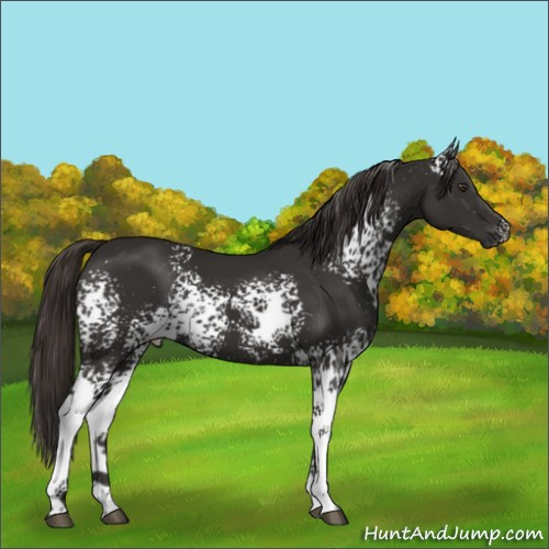 Horse Color:White Spotted Liver Chestnut 