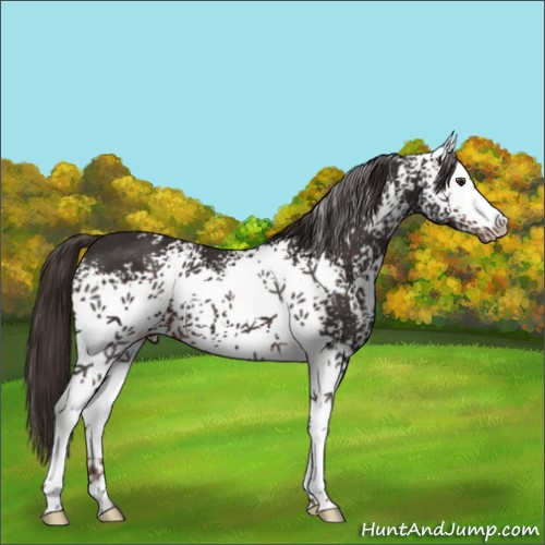 Horse Color:White Spotted Liver Chestnut 