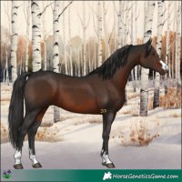 Horse Color:Liver Chestnut 