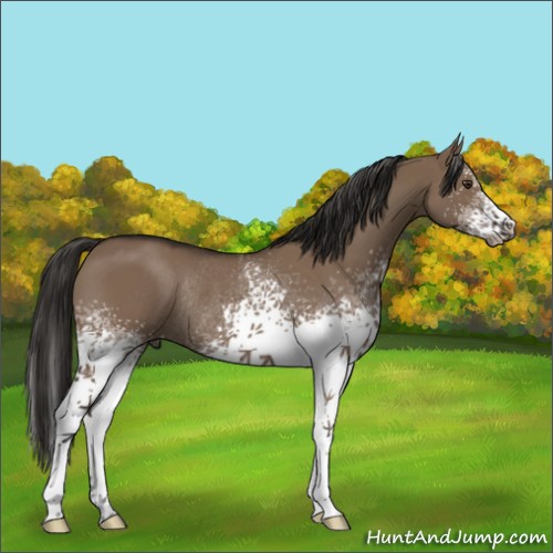 Horse Color:White Spotted Liver Red Dun Rabicano 