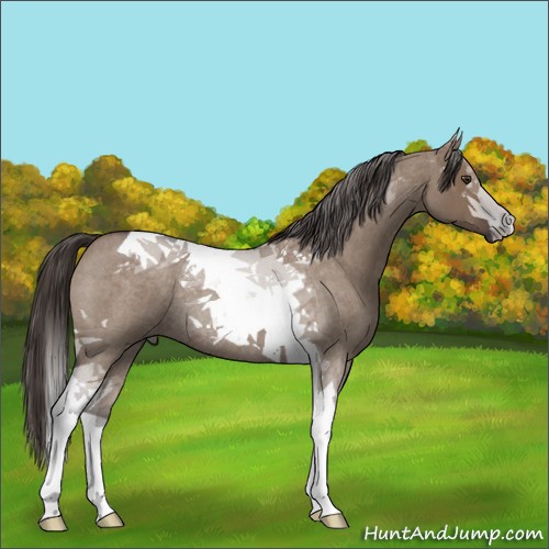 Horse Color:Liver Red Dun Roan Tobiano Rabicano 