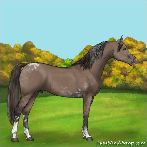 Horse Color:Liver Red Dun Tobiano Rabicano 