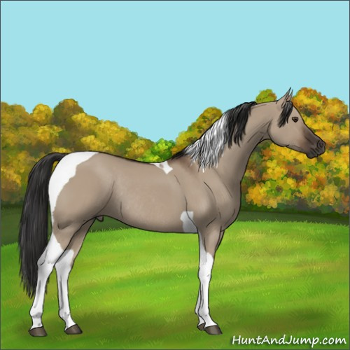 Horse Color:Liver Red Dun Tobiano Rabicano 