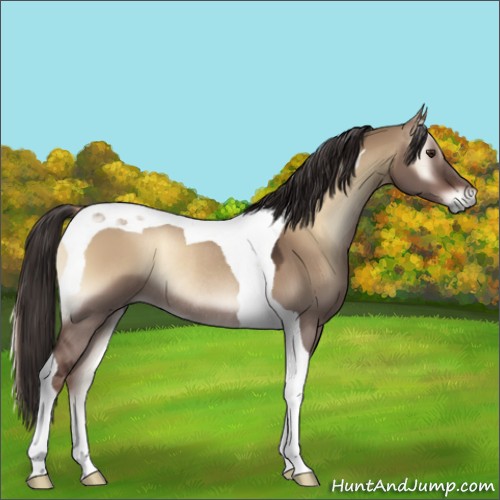 Horse Color:Liver Red Dun Onyx Tobiano Rabicano 