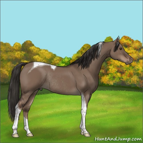 Horse Color:Liver Red Dun Tobiano Rabicano 