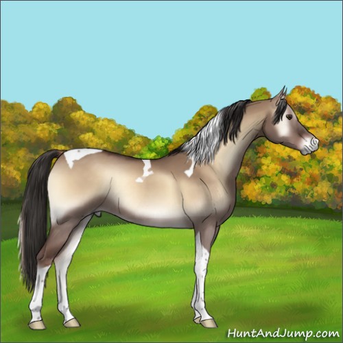 Horse Color:Liver Red Dun Onyx Tobiano Rabicano 