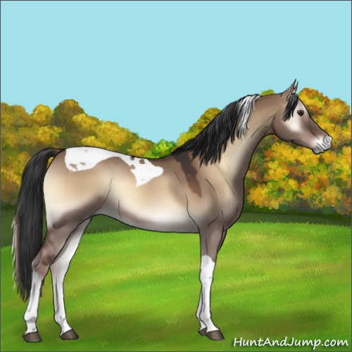 Horse Color:Liver Red Dun Onyx Tobiano Rabicano 