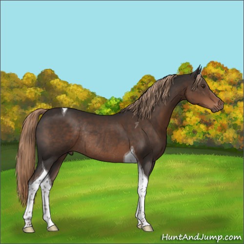 Horse Color:Liver Chestnut Tobiano Rabicano 