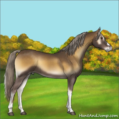 Horse Color:Chocolate Palomino Onyx 