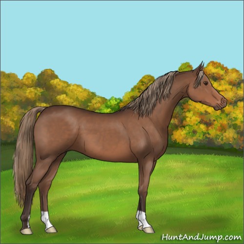 Horse Color:Liver Chestnut 