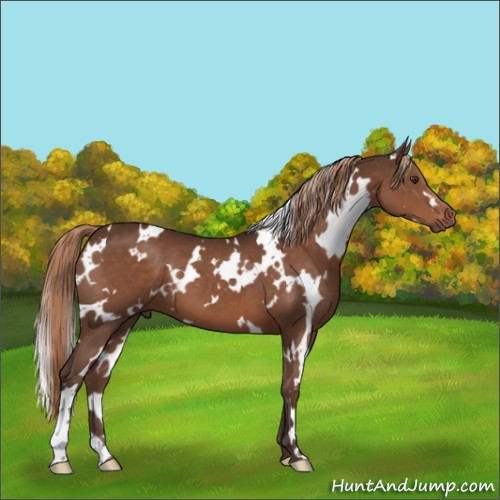 Horse Color:White Spotted Liver Chestnut 