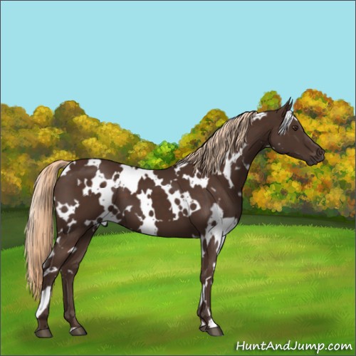 Horse Color:White Spotted Liver Chestnut 