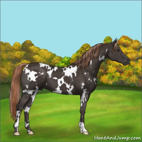 Horse Color:White Spotted Liver Chestnut 