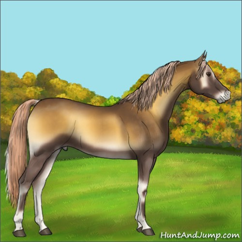 Horse Color:Chocolate Palomino Onyx 