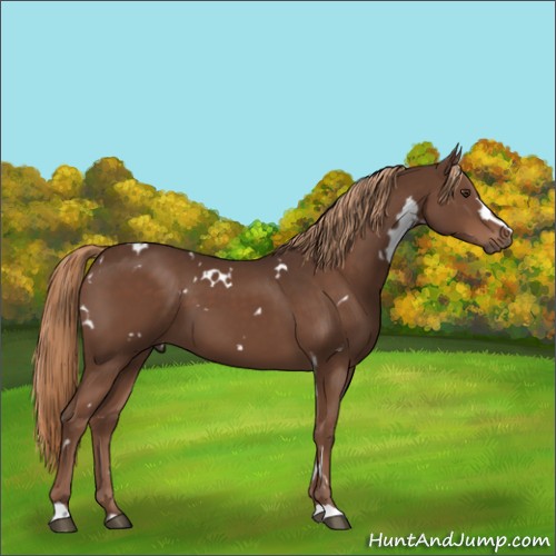 Horse Color:White Spotted Liver Chestnut 