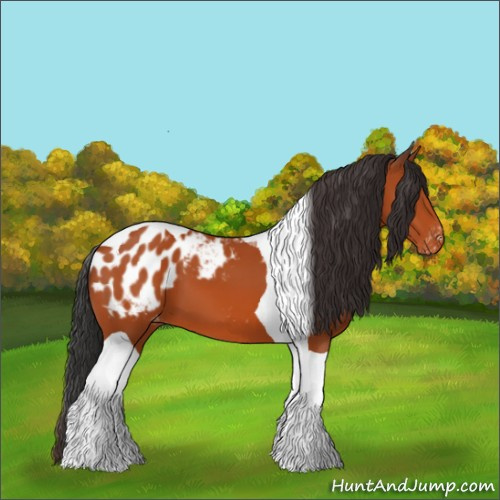 Horse Color:Bay Tobiano Appaloosa 