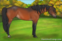 Horse Color:Brown Rabicano 