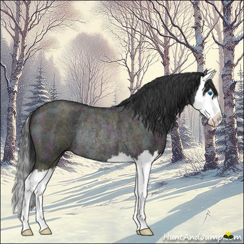 Horse Color:Midnight Grullo Roan Splash Rabicano