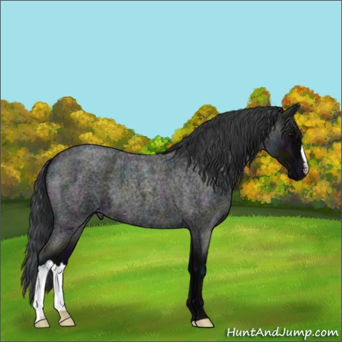 Horse Color:Midnight Blue Roan 
