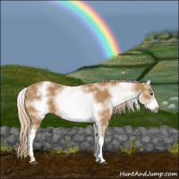 Horse Color:White Spotted Chestnut Sabino Frame 
