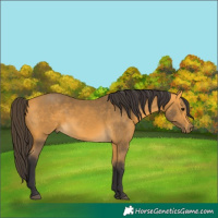 Horse Color:Buckskin 
