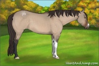 Horse Color:Brown Dun Varnish 