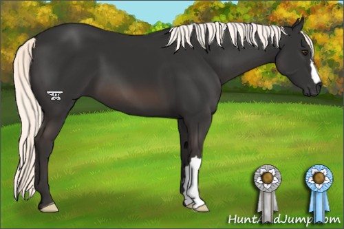 Horse Color:Liver Chestnut Mushroom
