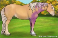 Horse Color:Gold Cream Champagne 