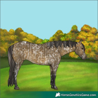 Horse Color:Buckskin Dun Appaloosa and Buckskin Dun